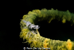 Shrimp on whip coral by Penn De Los Santos 